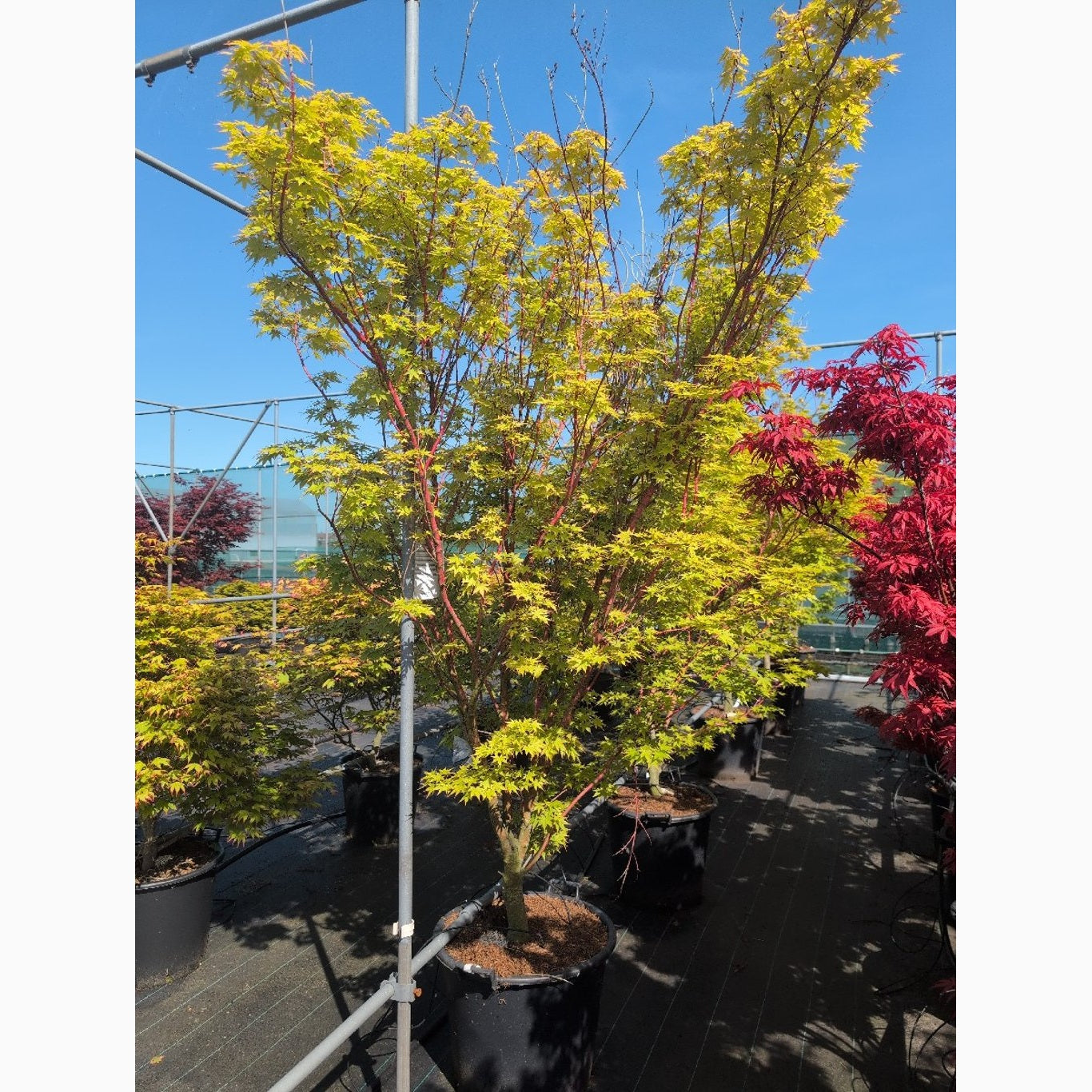 Japansk lönn – Acer pal. 'Sangokaku' - C70 200-250 CM